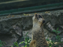 Oradea Zoo